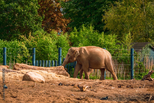 Elephants in a zoo enclosure made their natural habitat. Warm sunny day, Metal fence and trees in the background.