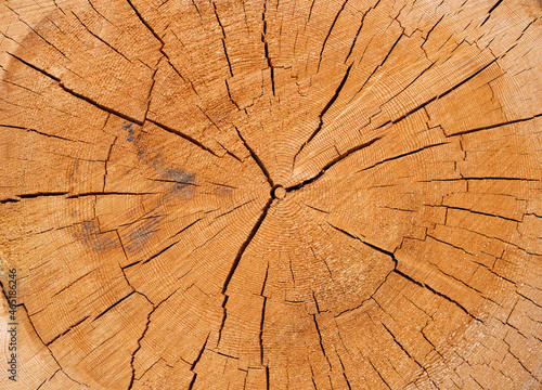 Log as a background. Texture of natural wood. Large resolution photo for the design.
