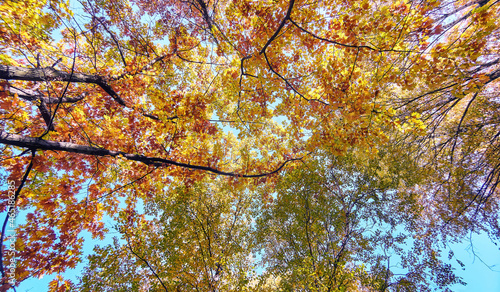 Golden maple tree alley in autumn Moscow