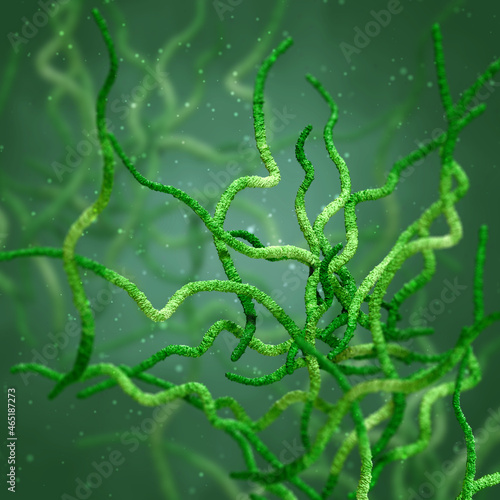 Fotografie Medical background, bacteria spirilla spirally twisted and arcuate curved rods,