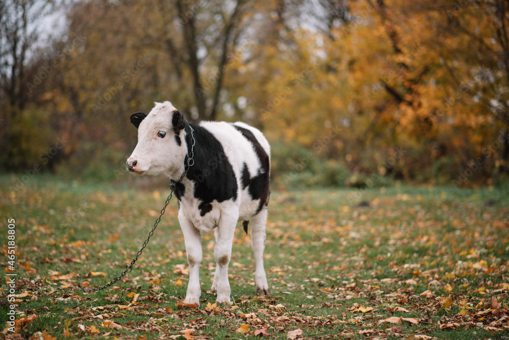 cow in a field