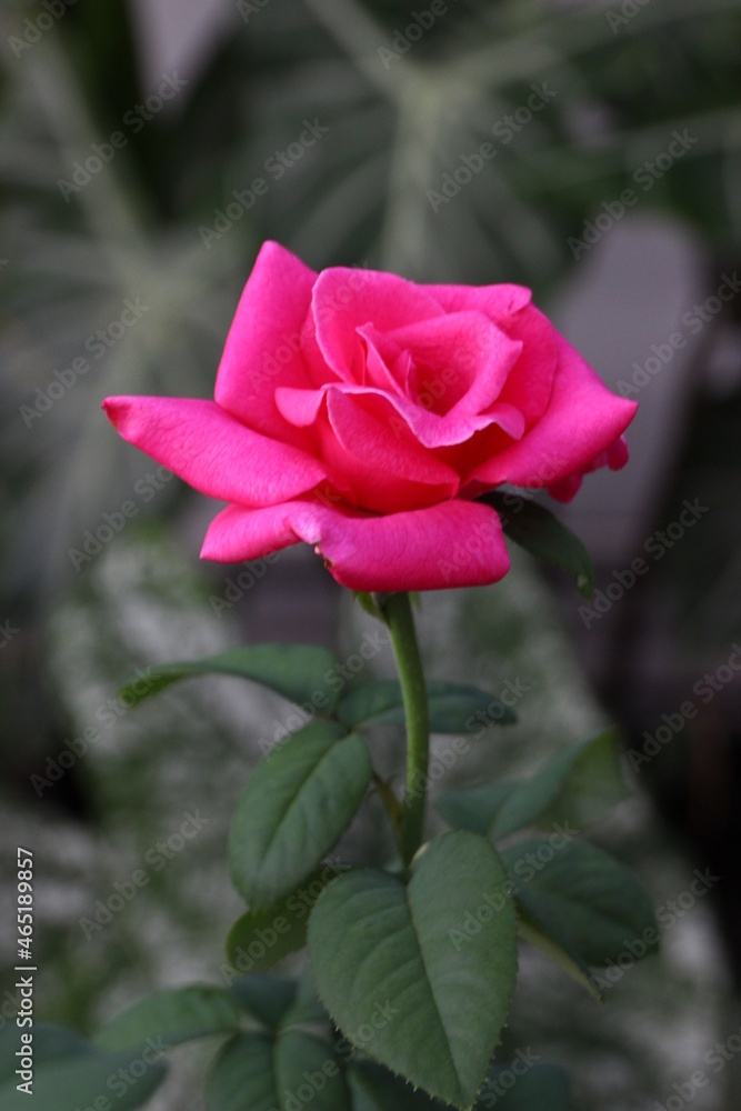 pink rose with drops