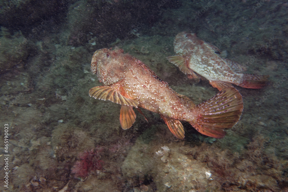 Large-scaled scorpionfishes (Scorpaena scrofa) in Mediterranean Sea Large-scaled scorpionfishes (Scorpaena scrofa) in Mediterranean Sea