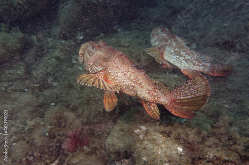 Large-scaled scorpionfishes (Scorpaena scrofa) in Mediterranean Sea © André LABETAA