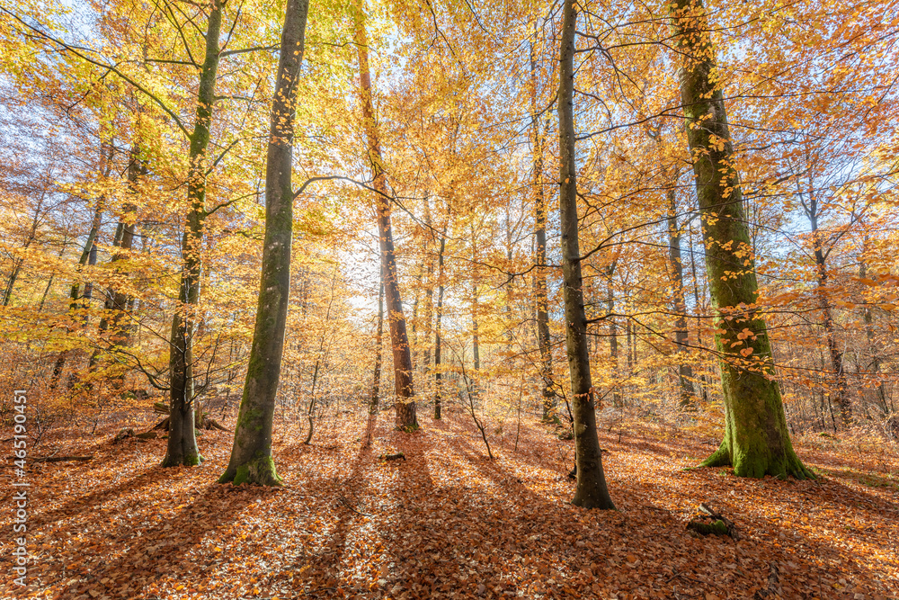Mountain forest in autumn with orange and yellow foliage. Mountain forest in autumn with orange and yellow foliage.