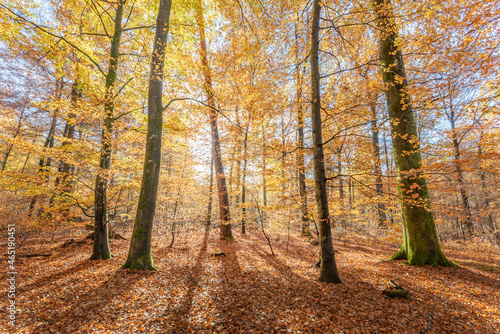 Mountain forest in autumn with orange and yellow foliage.