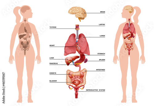 Internal Human Organs Infographic
