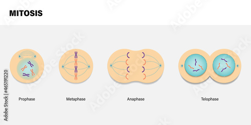 Diagram of Mitosis. Prophase, Metaphase, Anaphase, and Telophase.