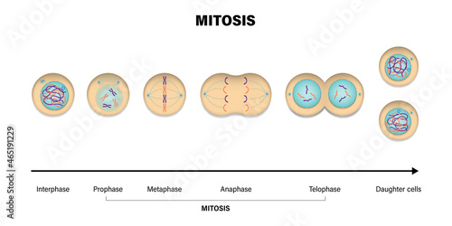 Mitosis phases. Prophase, Metaphase, Anaphase, and Telophase.