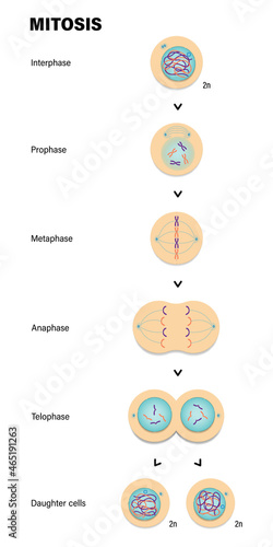 Stages of Mitosis. Prophase, Metaphase, Anaphase, and Telophase.