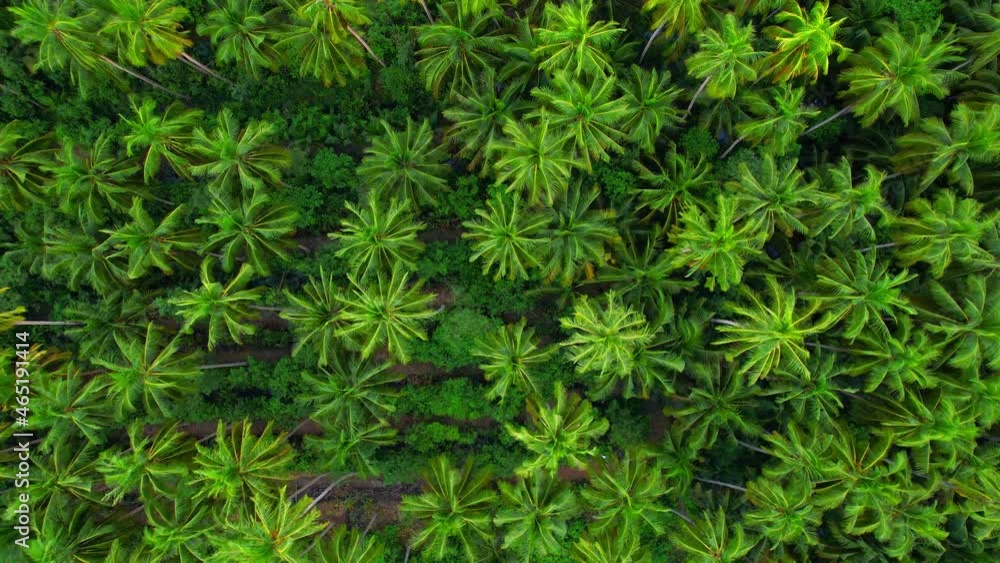 4K Aerial view drone fly over coconut trees, Green and yellow treetops. colorful texture in nature. Flight over woods, natural background in motion. Cinematic drone shot.
4K Aerial view drone fly over coconut trees, Green and yellow treetops. colorful texture in nature. Flight over woods, natural background in motion. Cinematic drone shot.