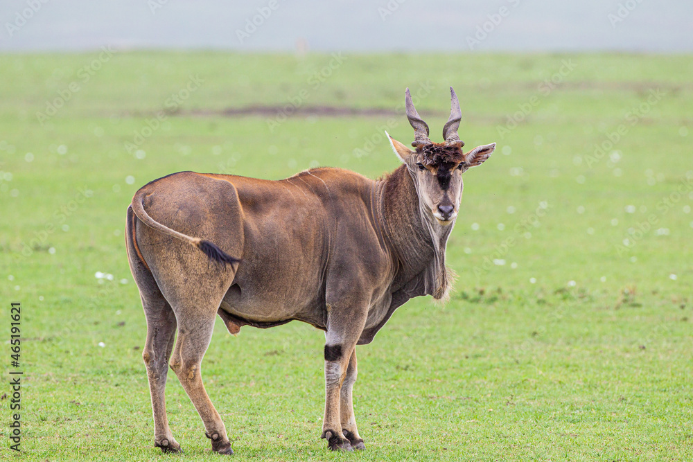 Fototapeta premium Large Eland bull walks across the green grasslands of the Masai Mara, Kenya 