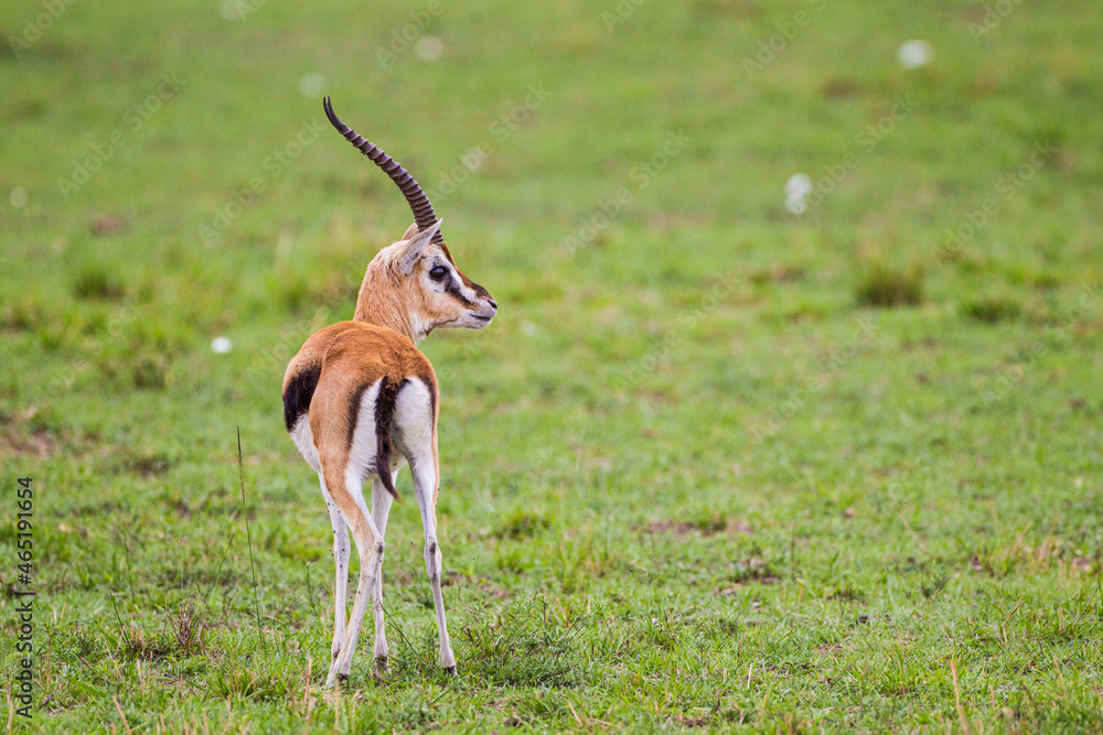 Thomson's Gazelle male grazing on the grass of the Masai Mara, Kenya Thomson's Gazelle male grazing on the grass of the Masai Mara, Kenya