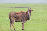 Large Eland bull walks across the green grasslands of the Masai Mara, Kenya	