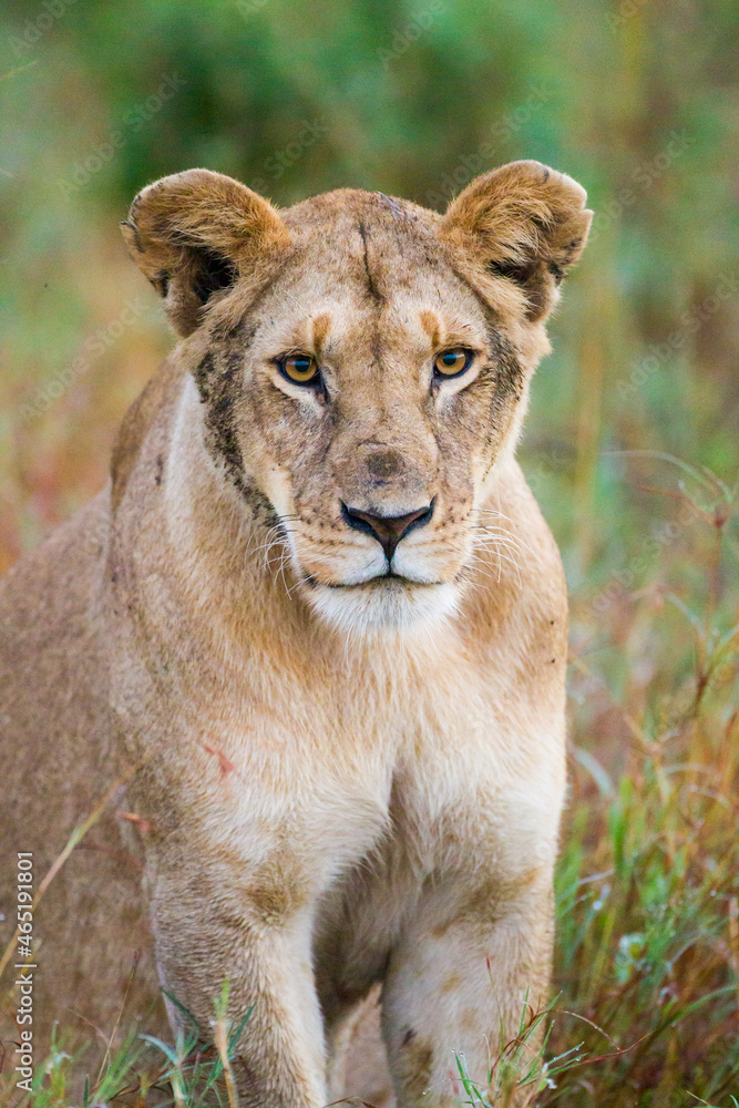 Young lioness on her own, calls out to the pride  in the Masai Mara, Kenya	