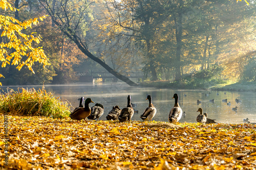 Park w Pszczynie jesienią, kaczki krzyżówki nad stawem