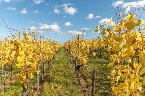Fototapeta Naklejka Na Ścianę i Meble -  Alsace vineyard in autumn with yellow leaves.