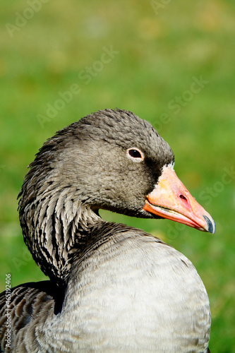 Portrait of a greylag goose (Anser Anser) with amazing details of its wet plumage photo
