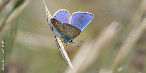 
Papillon bleu