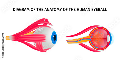 Human Eye Anatomy Diagram