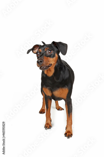 miniature pinscher dog isolated on white background