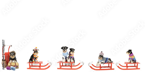 group of miniature schnauzers dogs with wooden sled, wool jumper on winter theme © eds30129