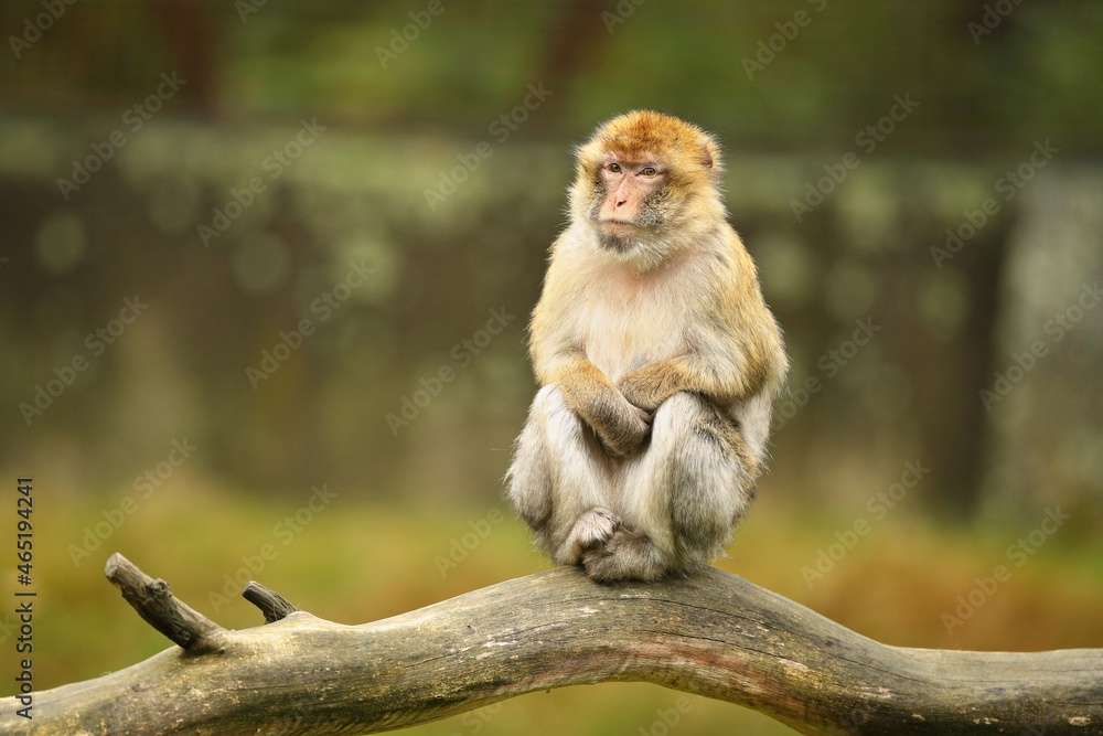 Macaque monkey in the nature looking habitat. Family care. Macaca sylvanus. Macaque monkey in the nature looking habitat. Family care. Macaca sylvanus.