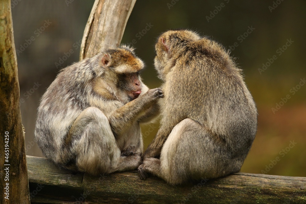 Macaque monkey in the nature looking habitat. Family care. Macaca sylvanus.