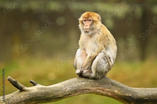 Macaque monkey in the nature looking habitat. Family care. Macaca sylvanus. © photocech