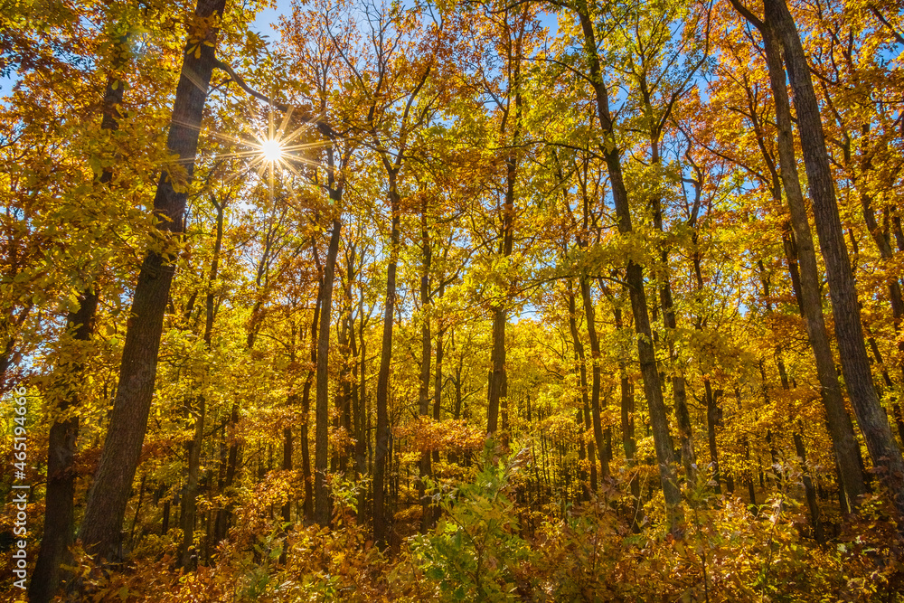 Sun shines into autumn-colored oak forest