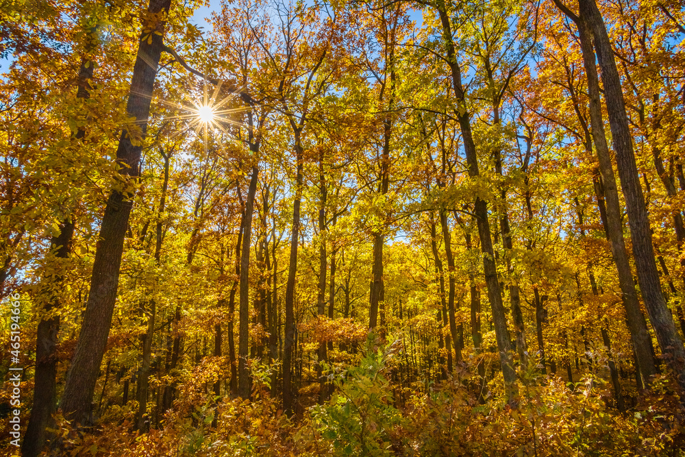 Obraz premium Sun shines into autumn-colored oak forest