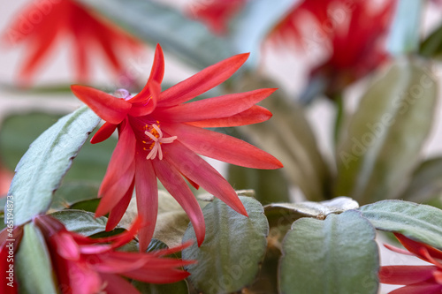 Ripsalidopsis blooming with red flowers. photo