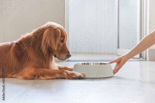 Photography Golden Retriever lying on the floor and eating