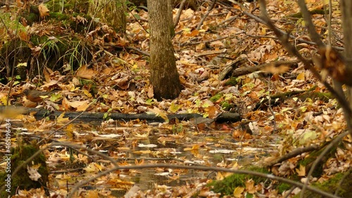 Black capped chikadee bathing, washing body in pond water in autumn leaves forest photo