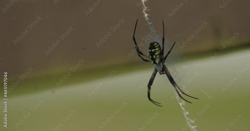 Slow motion extreme close up of a yellow garden spider hanging in a web from a fence post Slow motion extreme close up of a yellow garden spider hanging in a web from a fence post