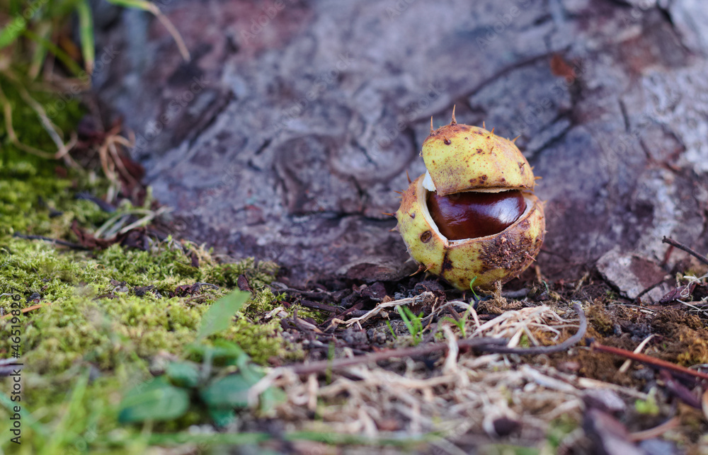 Naklejka premium Chestnut by the chestnut tree