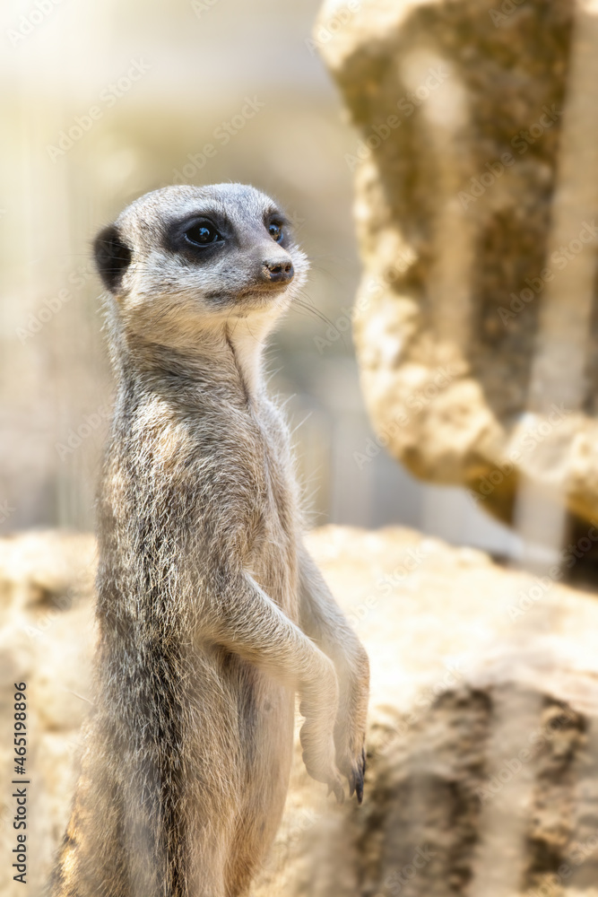 Watchful meerkat acts as a sentry and will warn the pack of any approaching danger Watchful meerkat acts as a sentry and will warn the pack of any approaching danger