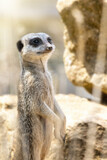 Watchful meerkat acts as a sentry and will warn the pack of any approaching danger