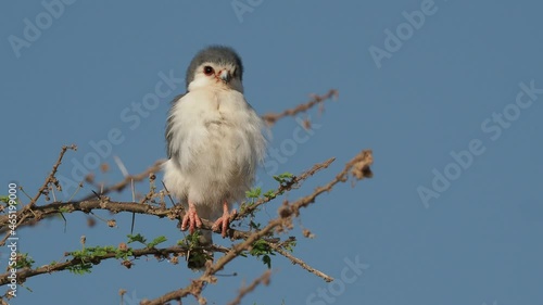 Pygmy Falcon - Polihierax semitorquatus or African falcon bird native to Africa, smallest raptor on the continent, prey on reptiles and insects, rodents, nest in white-headed buffalo weaver. photo