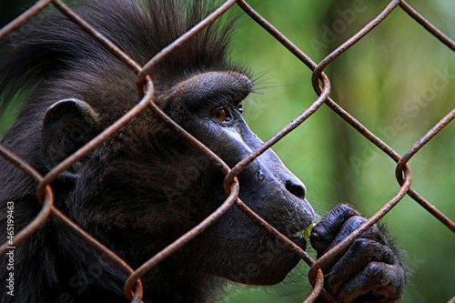 Canvastavla Close-up Of Monkey On Chainlink Fence At Zoo