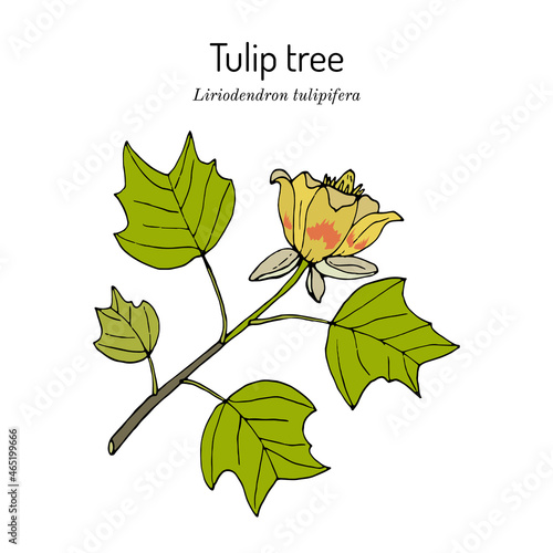 Photo American tuliptree, or tulip poplar liriodendron tulipifera , state tree of Kent