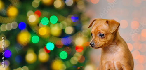 Toy terrier puppy on the background of a Christmas tree stands on a wooden floor. Panoramic horizontally stretched image for banner. Stretched panoramic horizontal image for banner