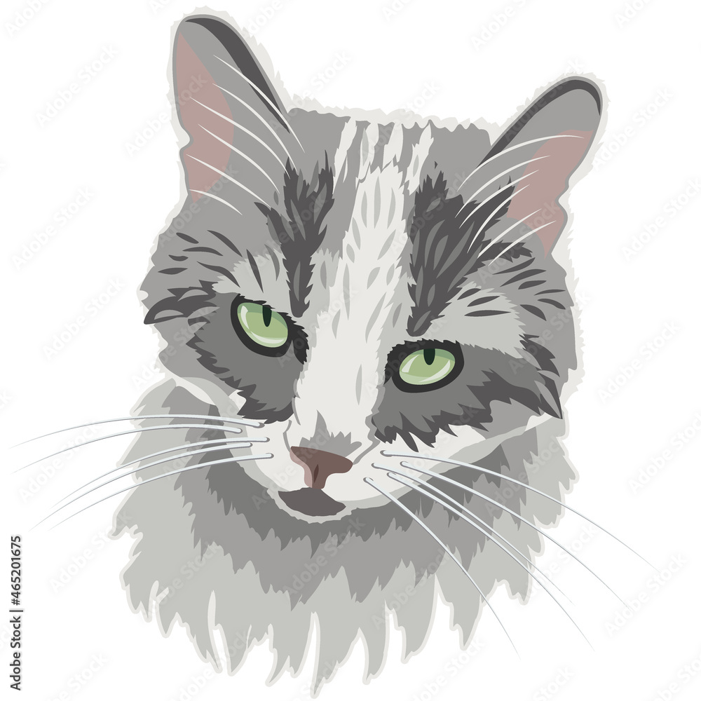 Fototapeta premium portrait of a gray cat on a white background, vector image