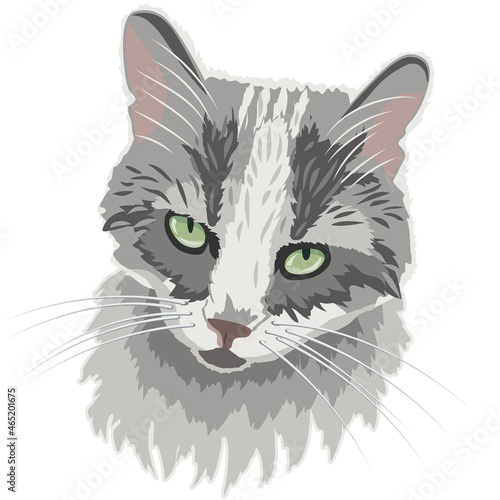 portrait of a gray cat on a white background, vector image © ReflectedCrafts