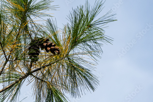 White pine Pinus strobus. Brown long cones among long needles on curved branches of  against blue autumn sky Blurred background. Selective focus. Original texture. Nature concept for design. photo
