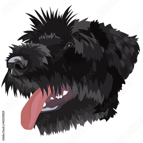 portrait of black schnauzer puppy tongue sticking out on white background, vector image
