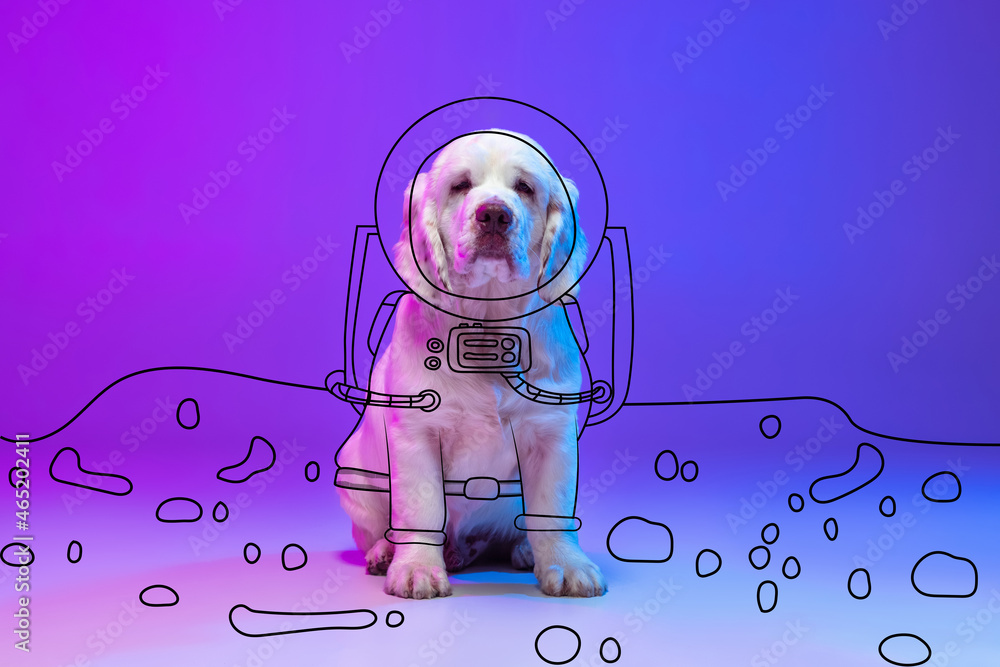 Contemporary artwork. One cute big dog sitting and looking at camera  isolated on neon pink blue studio background with drawings. Stock Photo |  Adobe Stock