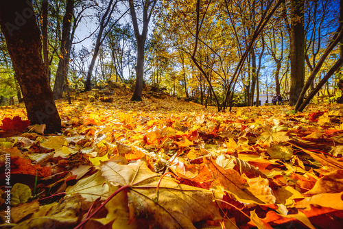 Jesienne, listopadowe iście w parku. Park Łazienki Królewskie.