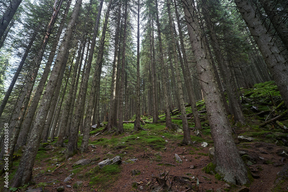 Obraz premium trees in the forest background 