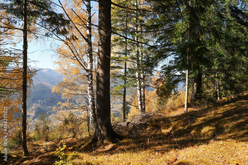 Picturesque view of beautiful forest near mountains on sunny autumn day Picturesque view of beautiful forest near mountains on sunny autumn day